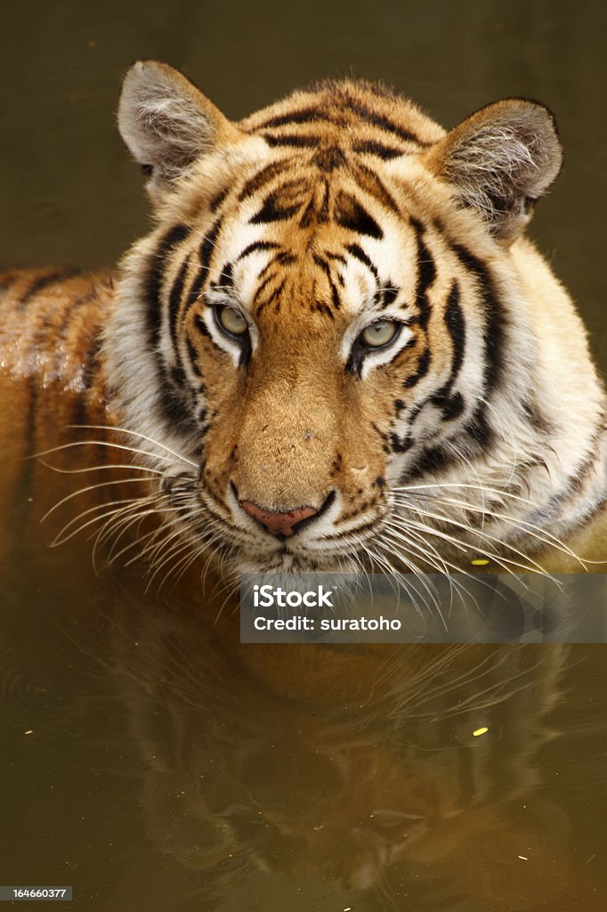 Tigre in acqua - Foto stock royalty-free di Acqua