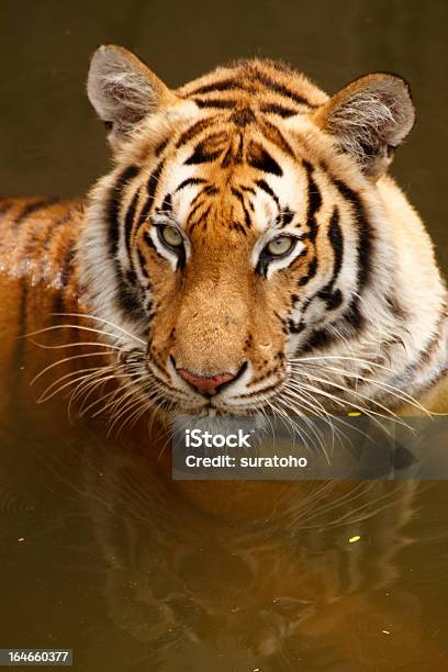 Tigre In Acqua - Fotografie stock e altre immagini di Acqua - Acqua, Animale, Guardare fisso