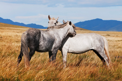 Two free grey horses in mongolia