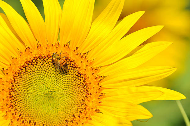 Close-up sunflower with bee stock photo