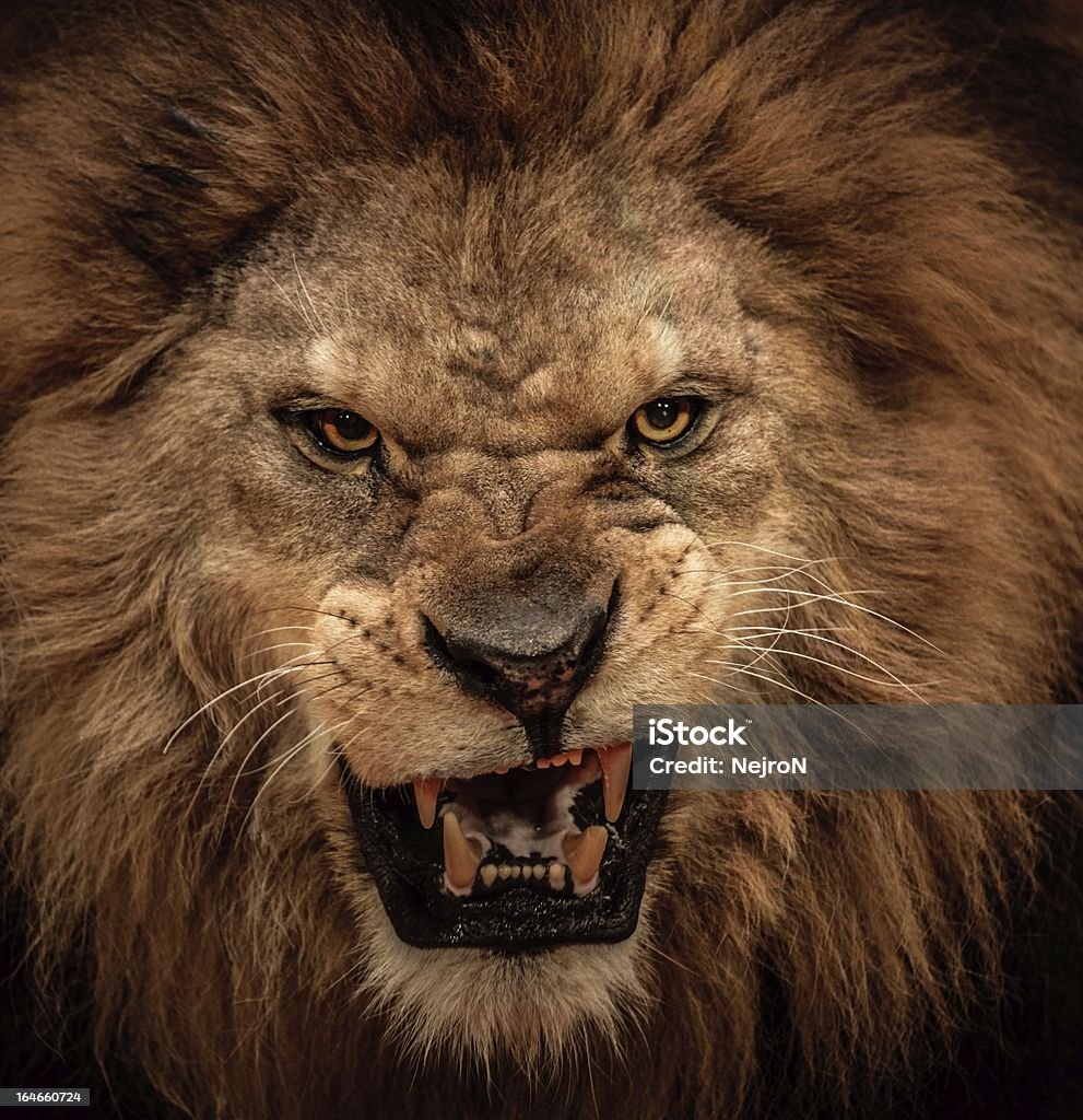 Close-up shot of roaring lion Lion - Feline Stock Photo