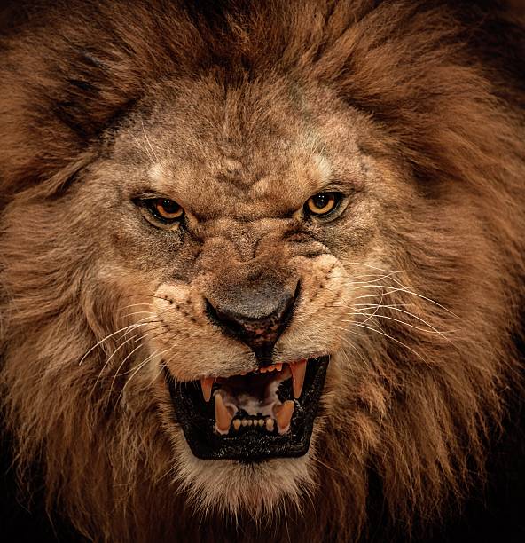 Close-up shot of roaring lion stock photo