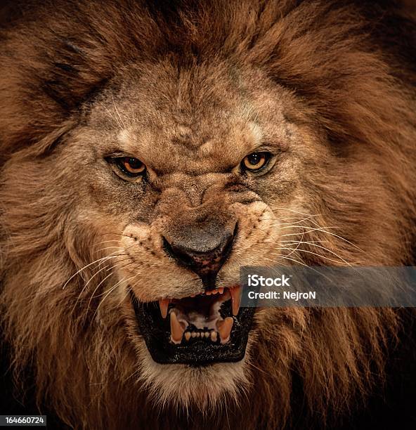 Closeup Shot Of Roaring Lion Stock Photo - Download Image Now - Lion - Feline, Roaring, Animal Head