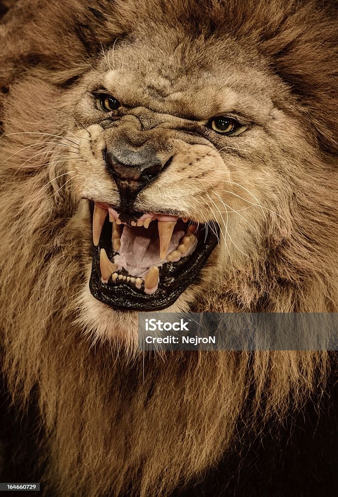 클로즈업 샷 으르렁거리다 lion - 로열티 프리 분노 스톡 사진