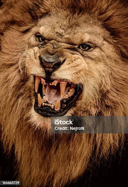 클로즈업 샷 으르렁거리다 Lion 분노에 대한 스톡 사진 및 기타 이미지 - 분노, 사자, 으르렁거리다