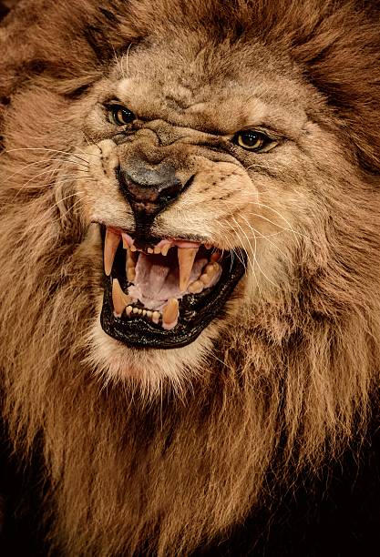 istock Close-up shot of roaring lion 164660729