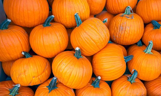 halom tök a kiállításon - pumpkin témájú stock jellegű vizuális alkotások, jogdíjmentes fotók és képek