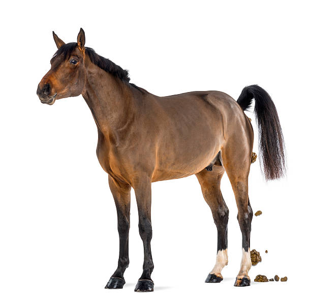 istock Male Belgian Warmblood, BWP, 3 years old, defecating 164661066