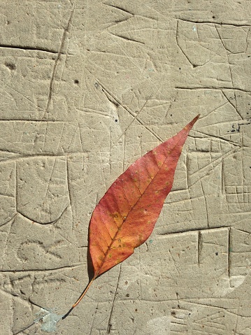 Solitary orange leaf on graffiti-etched cement