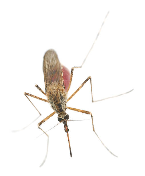 istock Mosquito filled with blood isolated on white background 164661380