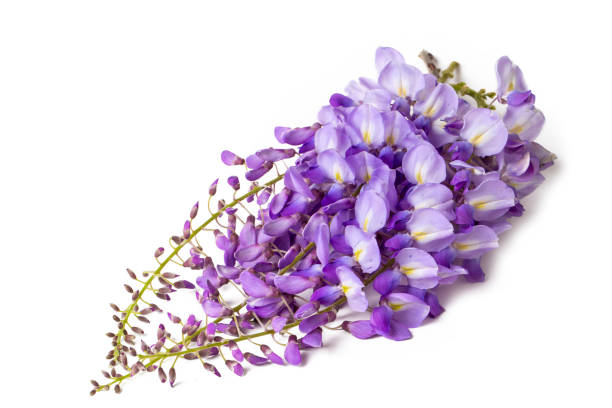 istock Wisteria sinensis flower isolated on the white background 1646614627