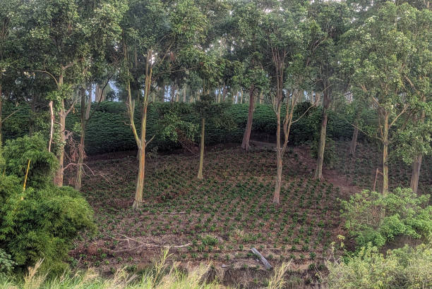 Coffee Plantation near Poas National Park Costa Rica stock photo
