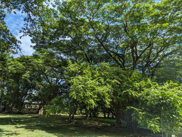 istock Guanacaste tree on a farm in Jaco Costa Rica 1646631726
