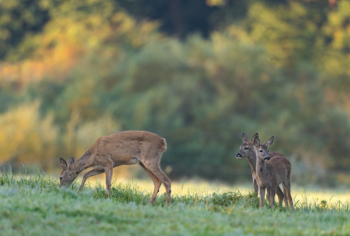 Beautiful doe grazing on a meadow with two fawns.