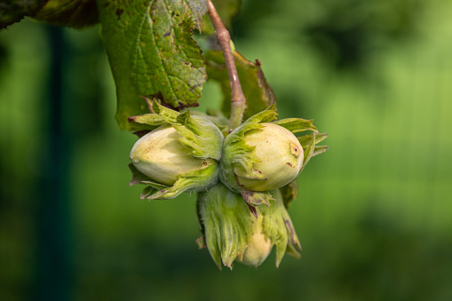 Young hazelnuts (filbert, kobnuss) grow on the tree. Green hazelnut from organic nut farms. Hazelnuts or coconuts with leaves in the garden. The concept of Filbert plant production  harvest. Hazelnut