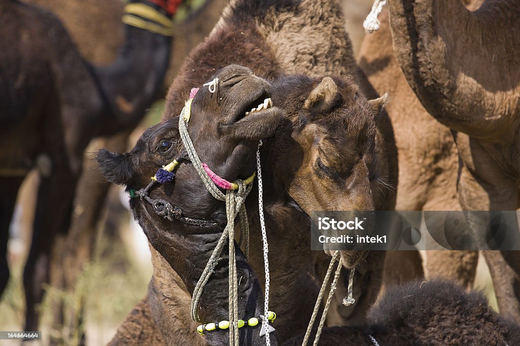 Kamele, Indien - Lizenzfrei Asien Stock-Foto