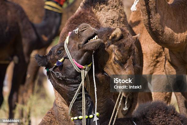 Camels Índia - Fotografias de stock e mais imagens de Animal - Animal, Animal Doméstico, Ao Ar Livre
