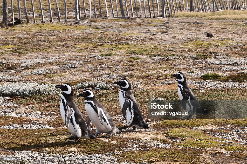 Magellan-Pinguinen in Patagonien. Punta Arenas (Chile) - Lizenzfrei Bedrohte Tierart Stock-Foto