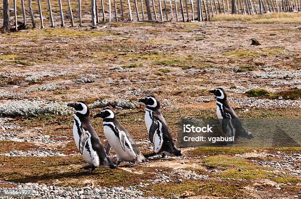 Magellanpinguinen In Patagonien Punta Arenas Stockfoto und mehr Bilder von Bedrohte Tierart