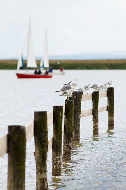 Seagulls with sailingboat stock photo