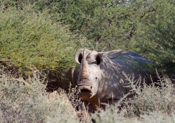nosorożec afrykański stojący wśród skupiska drzew i krzewów w swoim naturalnym środowisku podczas safari - rhinoceros savannah outdoors animals in the wild zdjęcia i obrazy z banku zdjęć