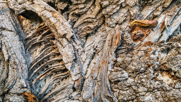 High Resolution image of old Black Poplar tree trunk detail, with an Orange Bracket fungus growth on its deeply grooved rough intertwined bark ligaments surface.