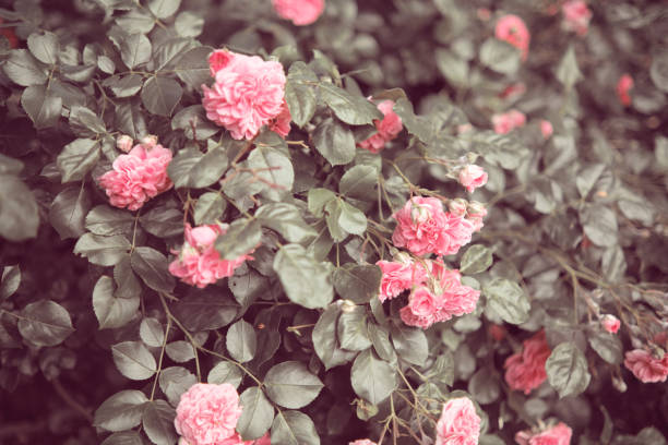 istock Rose bush branches in the garden. Blooming small pink roses. 1646658117