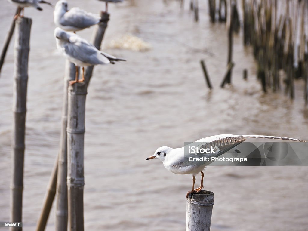 mouette - Photo de Aile d'animal libre de droits