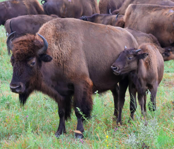 istock Mother and baby bison on the prairie 1646662424