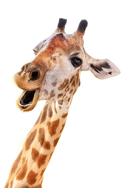 giraffe kopf gesicht aussehen lustig - giraffe stock-fotos und bilder