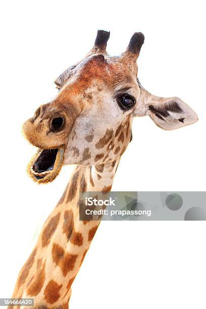 Giraffe Head Face Look Funny Stock Photo - Download Image Now - Giraffe, Humor, White Background