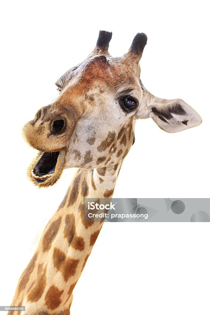 Cabeça de girafa rosto olhar engraçado - Royalty-free Girafa Foto de stock