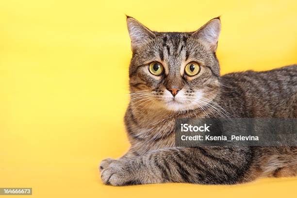 Photo libre de droit de Chat Sur Un Fond Jaune banque d'images et plus d'images libres de droit de Chat domestique - Chat domestique, Fond coloré, Fond jaune