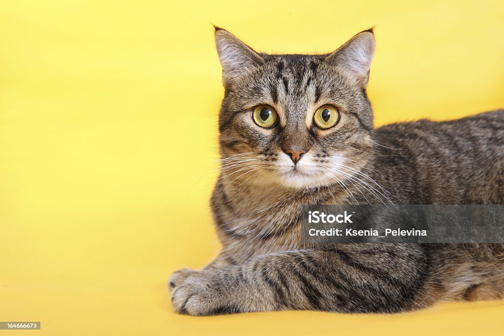 猫、黄色背景 - 飼い猫のロイヤリティフリーストックフォト