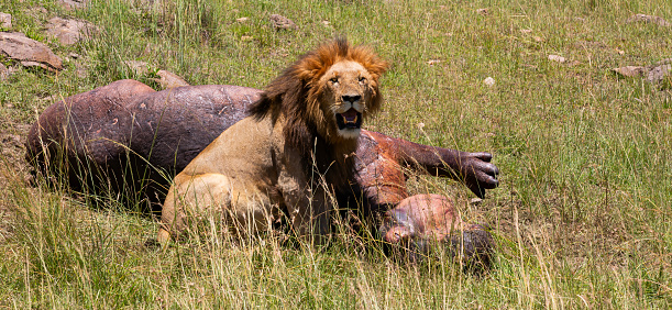 One of the lions that killed the hippopotamus keeps his tired and fierce gaze on us