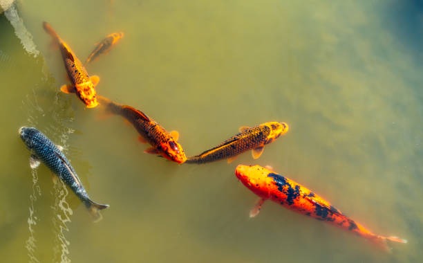 istock Japanese Garden Fish 2 1646674522