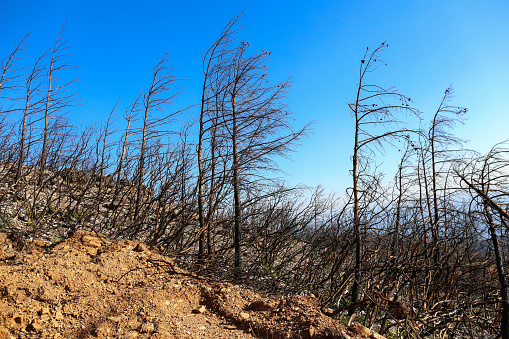 The aftermath of wildfires. Fire scarred trees in the charred remains of the forest after an ecological disaster. Copy space for text, background.