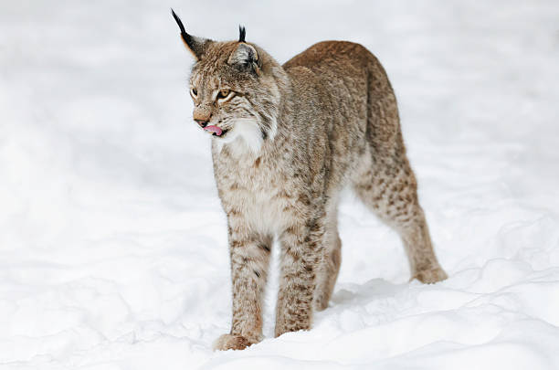istock Young Lynx in the Snow 164667823