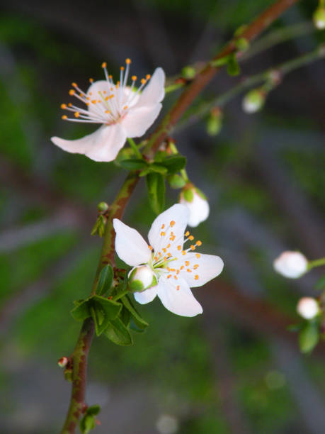 istock Detail of beautiful white cherry blossom 1646681010
