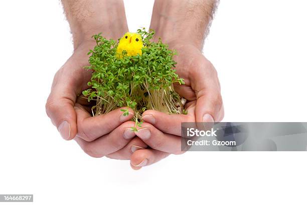 Nuova Vita Tra Le Mani - Fotografie stock e altre immagini di Agricoltura - Agricoltura, Alberello, Ambientazione esterna