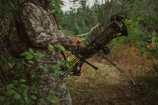 Cropped picture of a hunter dressed in camouflage clothing holding a crossbow at his side while hunting elk in a forest at sunset in the Pacific Northwest.