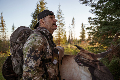 Middle aged, Caucasian male hunter wearing camouflage clothing and a large backpack, hikes through the mountainous forest as he looks for elk wild game in the Pacific Northwest.
