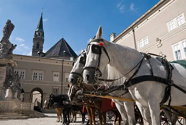 Fiaker horses in Salzburg, Austria