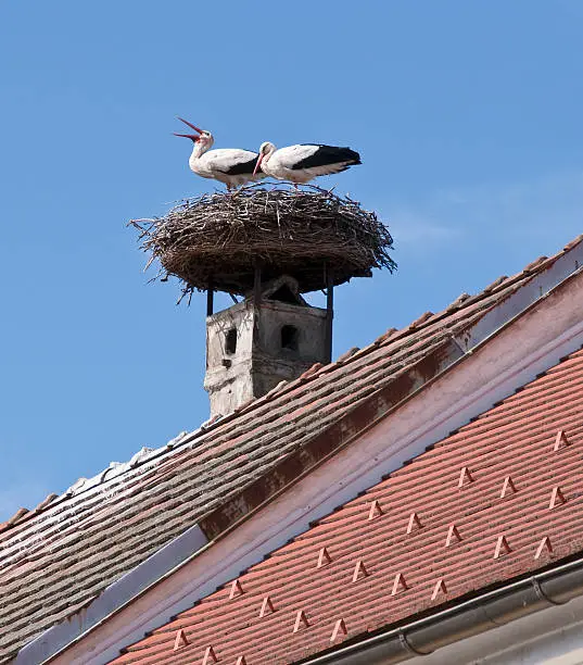 Storks nest on roof, Rust near Lake "Neusiedlersee", Burgenland, Austria