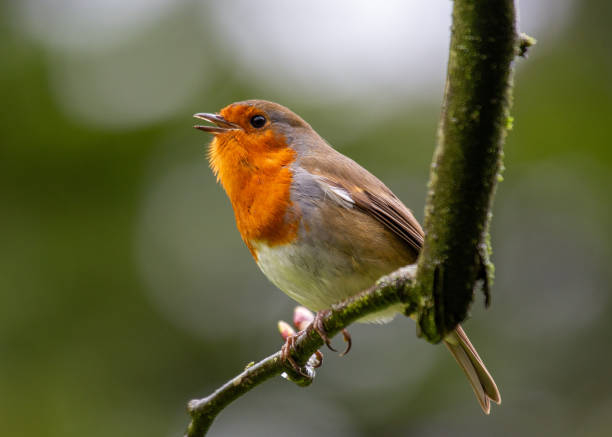 istock Robin Red Breast (Erithacus rubecula) in Dublin, Ireland 1646695052