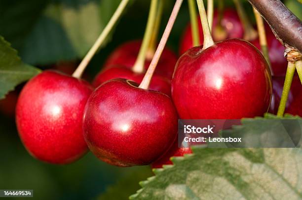 Cherrys - zdjęcia stockowe i więcej obrazów Drzewo wiśni - Drzewo wiśni, Jedzenie na słodko, Owoc
