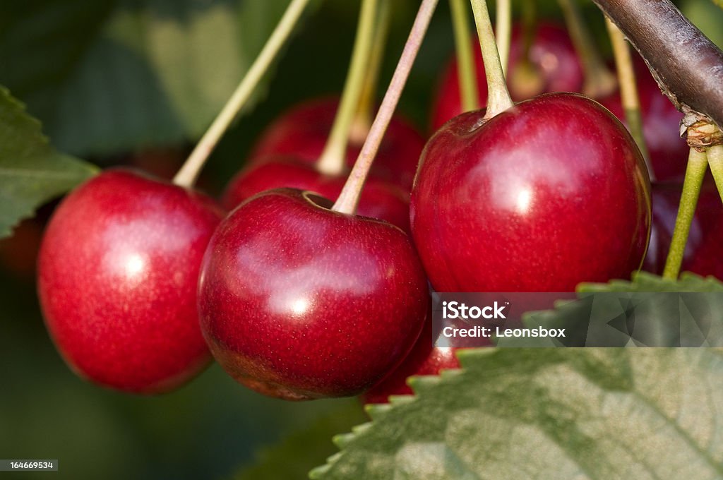 Cherrys - Foto de stock de Cerejeira - Árvore Frutífera royalty-free