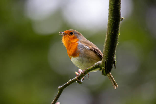 istock Robin Red Breast (Erithacus rubecula) in Dublin, Ireland 1646695621