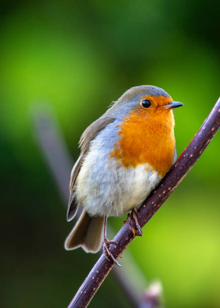 istock Robin Red Breast (Erithacus rubecula) in Dublin, Ireland 1646696170