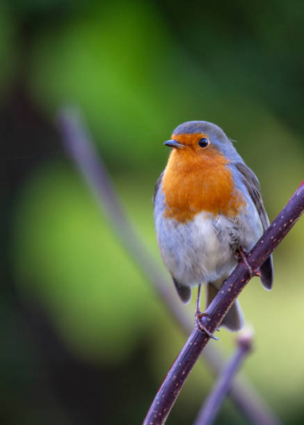 istock Robin Red Breast (Erithacus rubecula) in Dublin, Ireland 1646696171